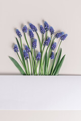 Spring floral composition, Grape hyacinth Muscari flowers. Blue muscari bouquet. Minimal nature flowery still life, blooming plant on beige background, copy space. Spring seasonal styling
