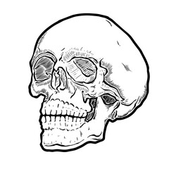 Anatomic Skull Vector Art. Detailed hand-drawn illustration of skull. Grunge weathered illustration. Eps 10