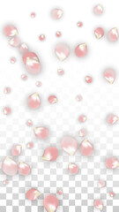 Pink Vector Realistic Petals Falling on Transparent Background.  Spring Romantic Flowers Illustration. Flying Petals. Sakura Spa Design. Blossom Confetti. Design Elements for Wedding Decoration.