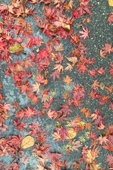 낙엽 fallen leaves