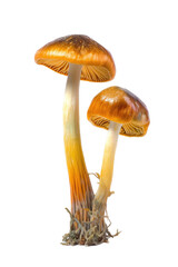  Culinary mushrooms, medicinal qualities,  Food-themed, photorealistic illustrations in a PNG. Generative AI