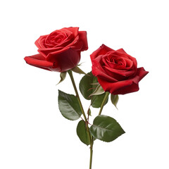 Fototapeta premium Red roses on transparent background with clipping path, Floral arrangement, bouquet of garden flowers. Can be used for invitations, greeting, wedding card generated by AI
