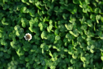 緑の美しい写真