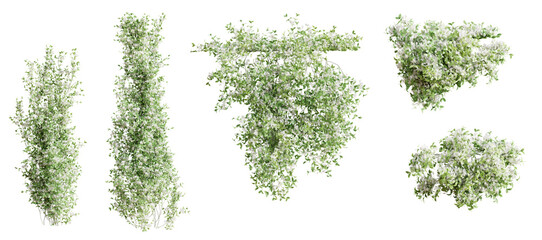 Set of Trachelospermum Jasminoides creeper plant,  vol. 2, isolated on transparent background. 3D render. - 605129933