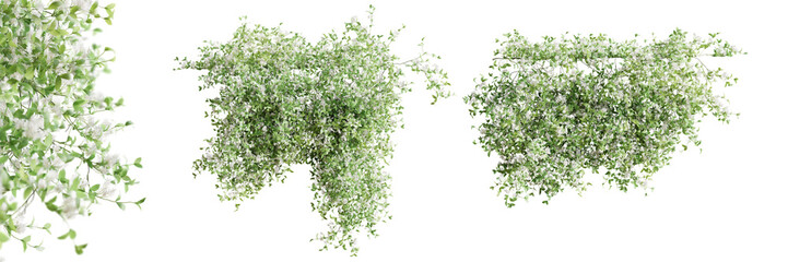 Set of Trachelospermum Jasminoides creeper plant,  vol. 1, isolated on transparent background. 3D render.