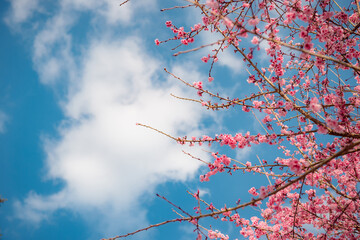 sakura flower and landscape