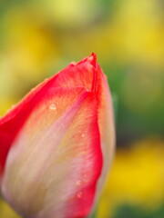 チューリップの花のクローズアップ