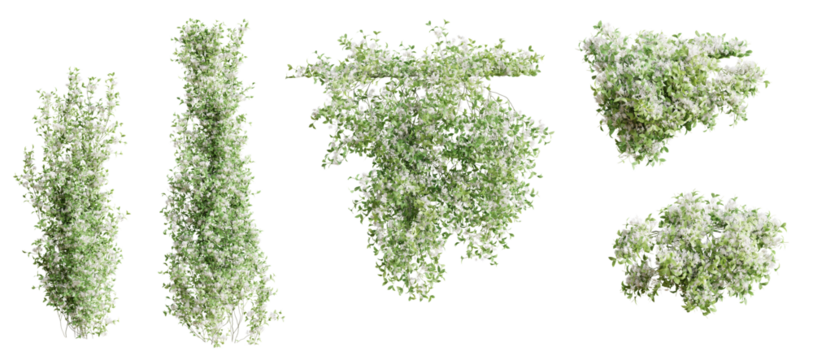 Set of Trachelospermum Jasminoides creeper plant,  vol. 2, isolated on transparent background. 3D render.