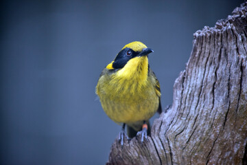 the yellow tufted honeyeater is perched on a dead tree