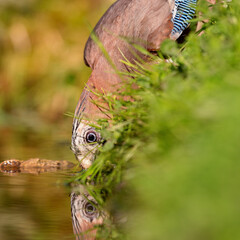 Eurasian jay (Garrulus glandarius) drinking from a pond in spring.