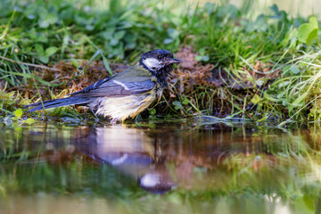 Great Tit (Parus major) sitting at a pond in spring.