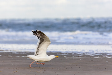 Fototapeta na wymiar European herring gull (Larus argentatus) flying over on the beach on Juist, East Frisian Islands, Germany.
