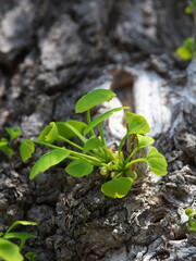 初夏・イチョウの若葉