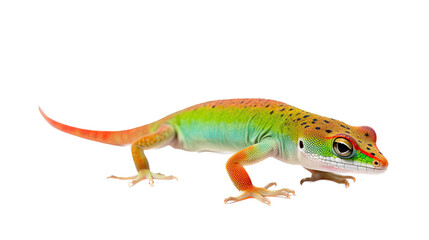 Naklejka premium a Day Gecko, colorful, insectivores, Pet-themed, photorealistic illustrations in a PNG. Generative AI