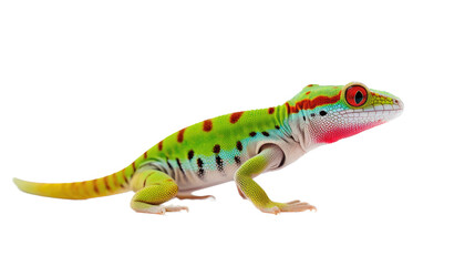 a Day Gecko, colorful, insectivores, Pet-themed, photorealistic illustrations in a PNG.
