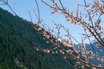 Blooming sakura or blooming apple tree flowers near Kolsai lake, Kazakhstan