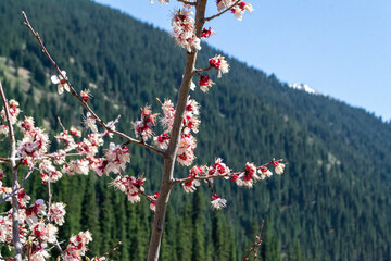 Blooming sakura or blooming apple tree flowers near Kolsai lake, Kazakhstan