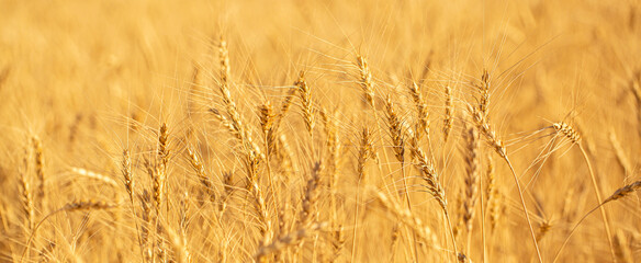 Fototapeta premium Wheat field on a sunny day. Grain farming, ears of wheat close-up. Agriculture, growing food products.