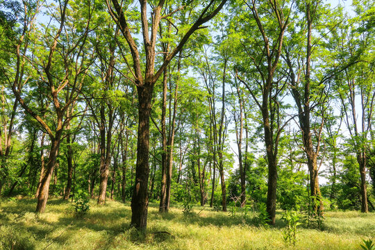 Woodland trees acacia panorama landscape nature natural shade view detail