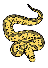 Exotic pet Ballpython snake