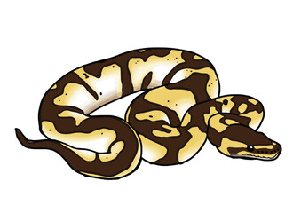 Exotic pet Ballpython snake