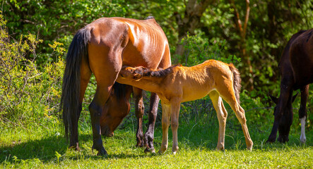 A newborn foal sucks milk from a mother horse. A herd of horses graze in the meadow in summer and spring, the concept of cattle breeding, with space for text.