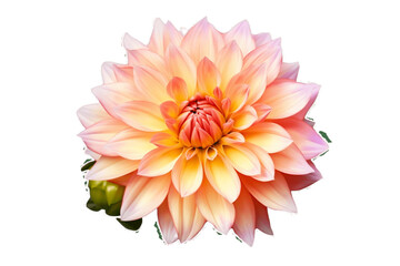 Dahlia Flora Blossom in Nature's Garden transparent background, Generative Ai