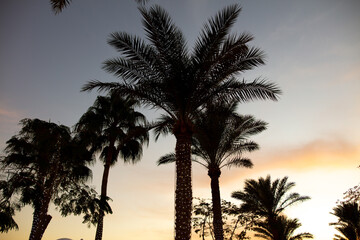 Naklejka premium Silhouettes of palm trees at sunset.