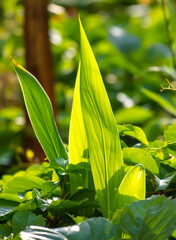 Large green grassy leaves in nature.