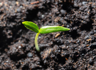 A small sprout of bell pepper sprouts in the ground.