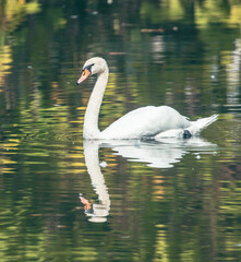 Naklejka premium White swan swims in nature in summer