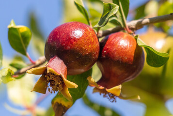 Pomegranate on tree branches in summer.