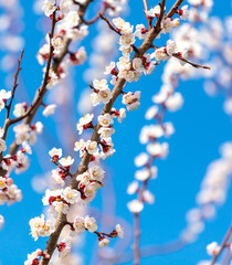 Flowers on the apricot tree against the background of the blue sky.