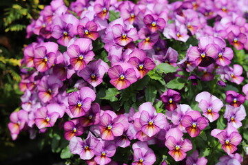 Violet pansy flowers. Pansies in the garden, close up.