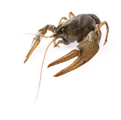 Crayfish isolated on white background
