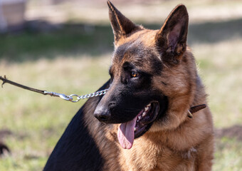German shepherd dog close up portrait in sunny day