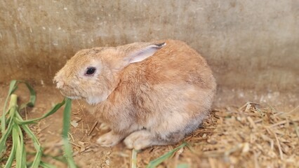 Cute rabbit in a cage on a farm