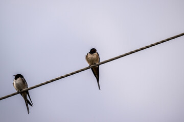 a flock of swallows on a group vacation on a bright spring day