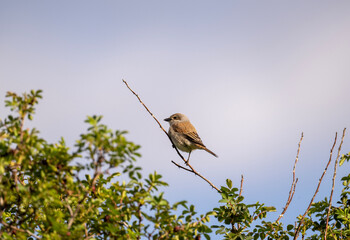 beautiful meadow pipit bird sits on a stone on a bright spring day