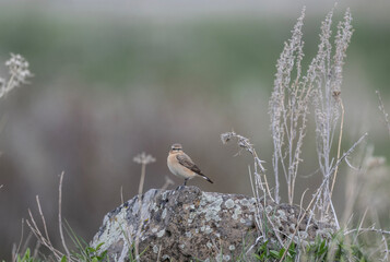 beautiful meadow pipit bird sits on a stone on a bright spring day
