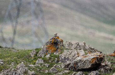 beautiful meadow pipit bird sits on a stone on a bright spring day