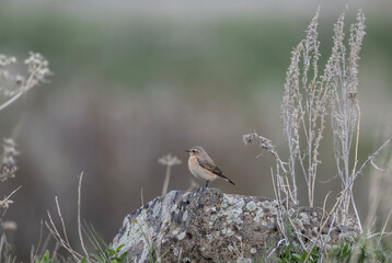 beautiful meadow pipit bird sits on a stone on a bright spring day