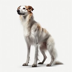 Fototapeta premium dog, husky, animal, pet, white, siberian, puppy, portrait, breed, isolated, canine, cute, malamute, purebred, wolf, siberian husky, alaskan, domestic, sitting, mammal, fur, animals, akita, studio, you