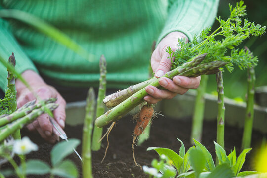Woman cutting green asparagus in the garden