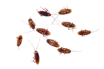 Group of dead cockroach on white background