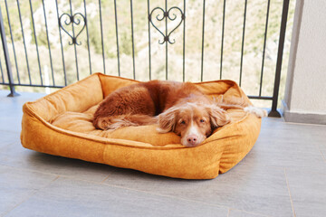 dog in yellow pet bed at balcony, terrace. Cute pet is resting. Nova Scotia duck tolling retriever indoors