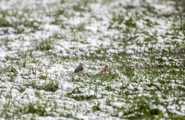 meadow chasing in natural conditions on a green meadow with freshly fallen snow