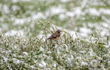 meadow chasing in natural conditions on a green meadow with freshly fallen snow