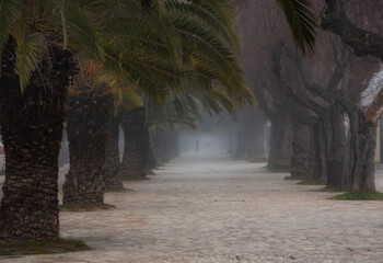 Palm trees with fog and people walking, prospective landscape