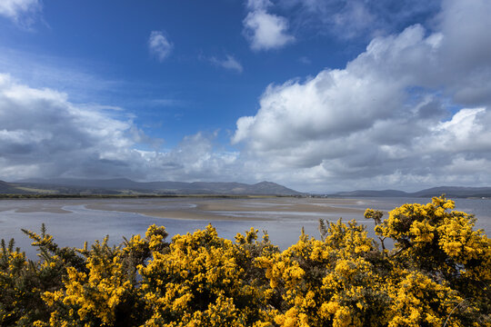 Cambuscurrie Bay, Dornoch firth bridge, Scotland, clouds, broom, river, 